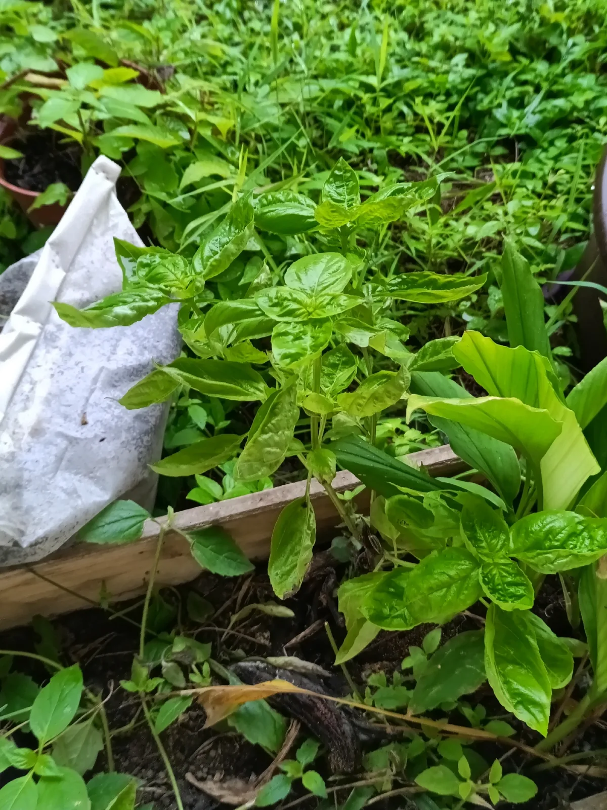 basil (Ocimum basilicum), photograph
