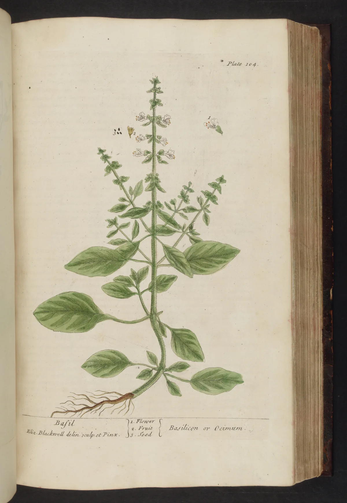 Thai basil (Ocimum basilicum var. thyrsiflora), botanical illustration