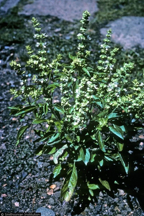 purple basil (Ocimum basilicum var. purpurascens), photograph