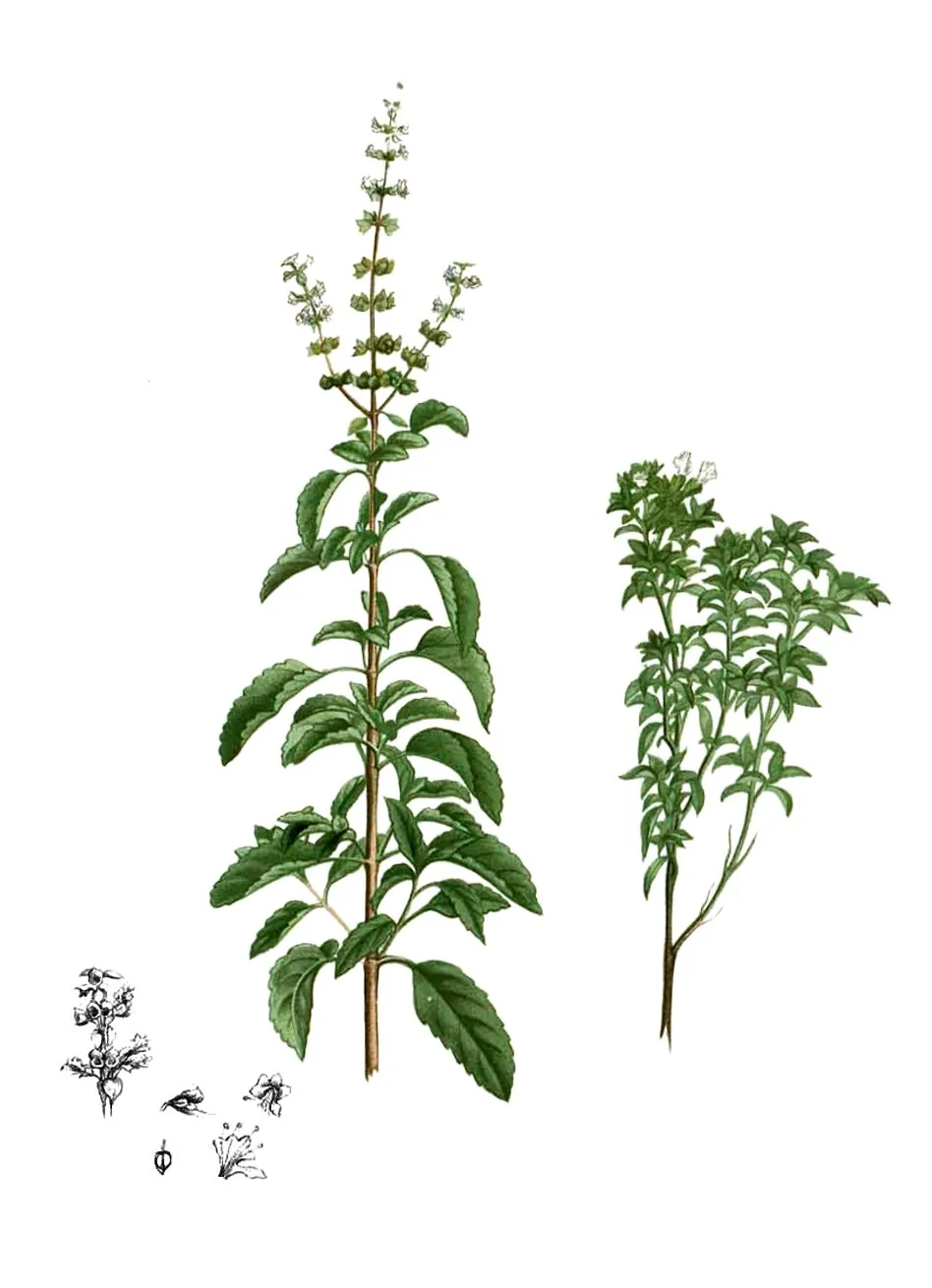 holy basil (Ocimum tenuiflorum), botanical illustration