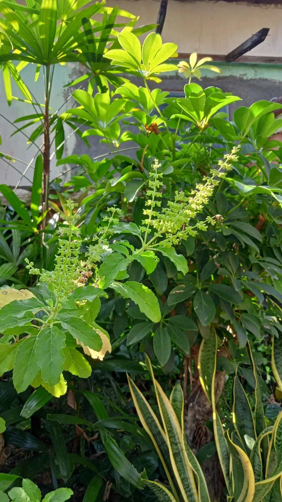 holy basil (Ocimum tenuiflorum), photograph