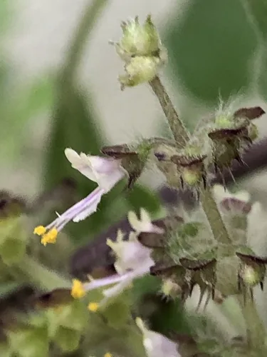holy basil (Ocimum tenuiflorum), photograph