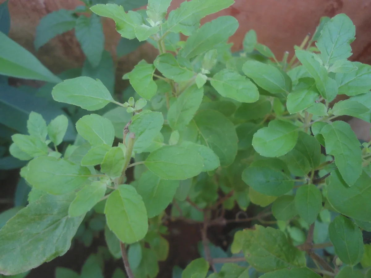Photo: Adityamadhav83, , via Wikimedia Commons · CC BY-SA 3.0 · via Wikimedia Commons holy basil (Ocimum tenuiflorum), photograph