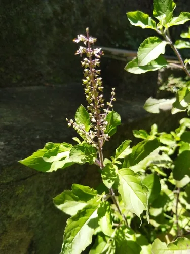 holy basil (Ocimum tenuiflorum), photograph