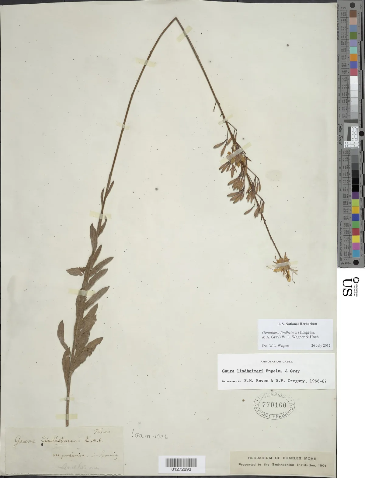Photo: NMNH - Botany Dept. (CC0) · CC0 · via Smithsonian Gaura (Oenothera lindheimeri), photograph