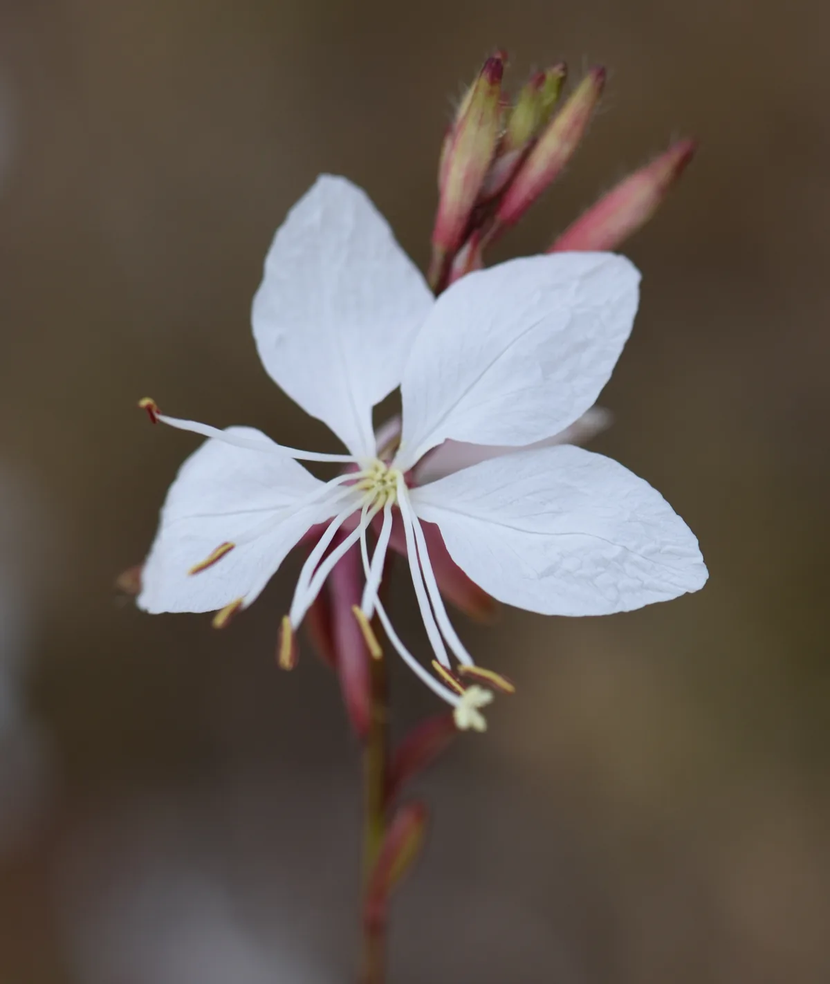 gaura (Oenothera lindheimeri), photograph