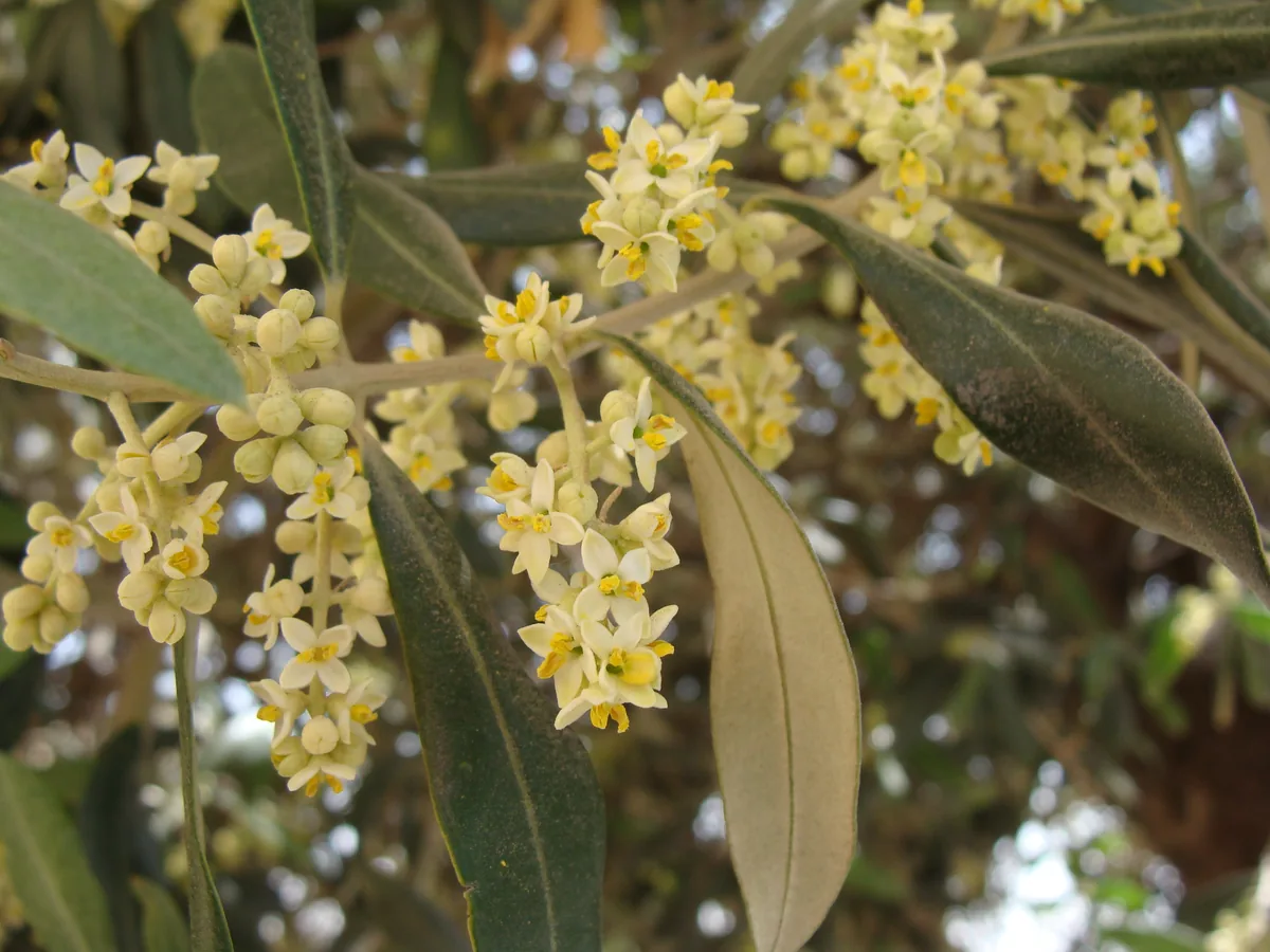 Photo: Gandalf · Public domain · via Wikimedia olive (Olea europaea), photograph