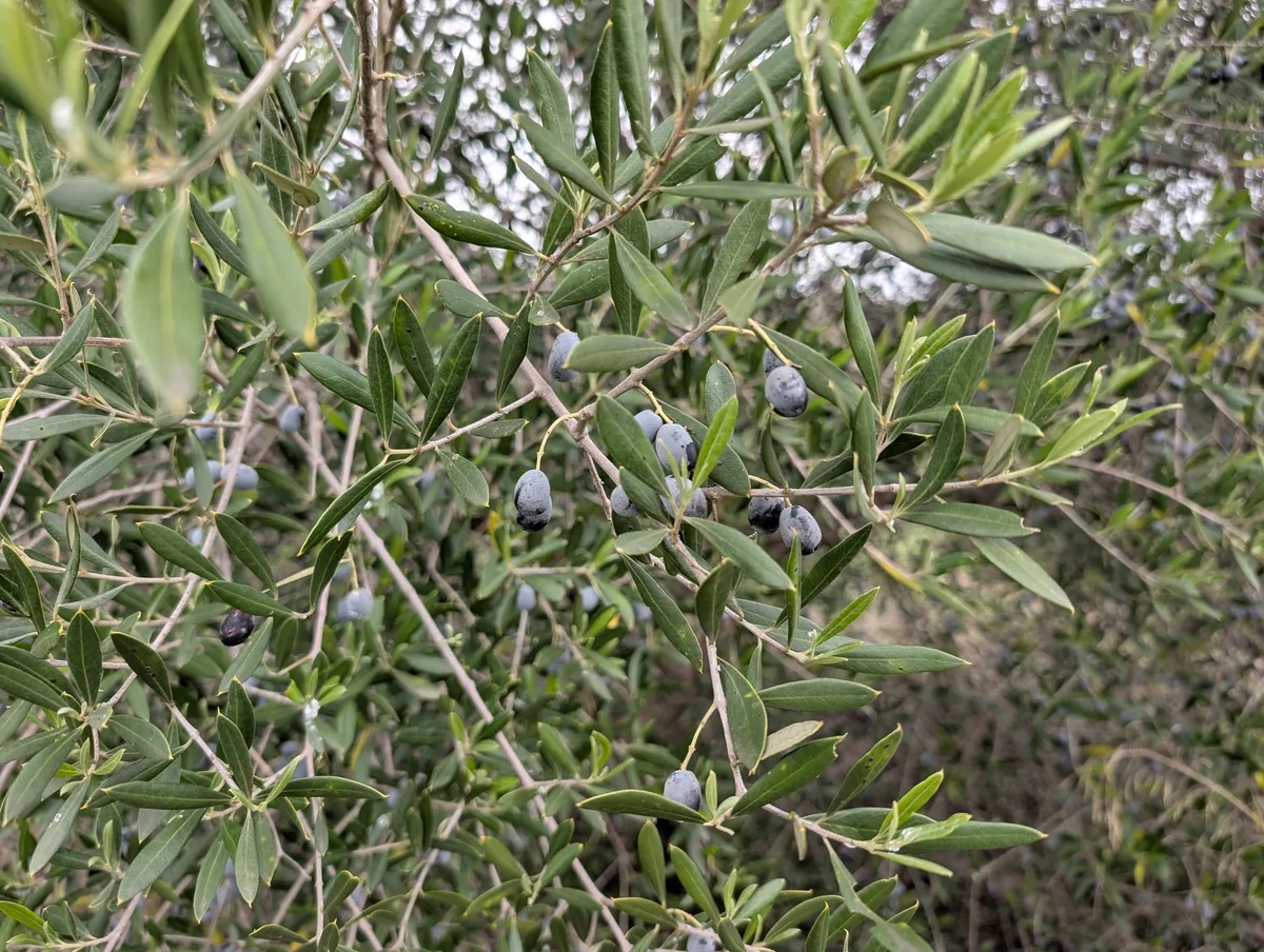 Photo: Zoltán Stekkelpak, via iNaturalist · CC0 · via GBIF Olive, photograph