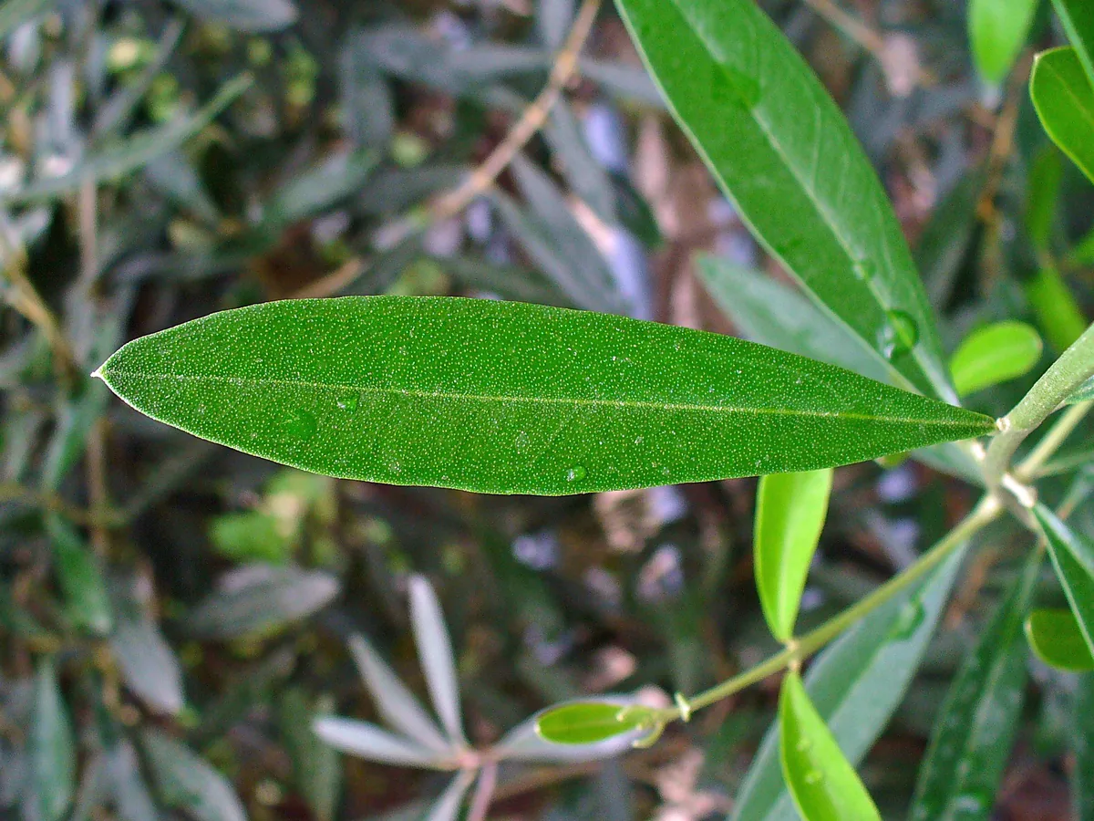 olive (Olea europaea), photograph