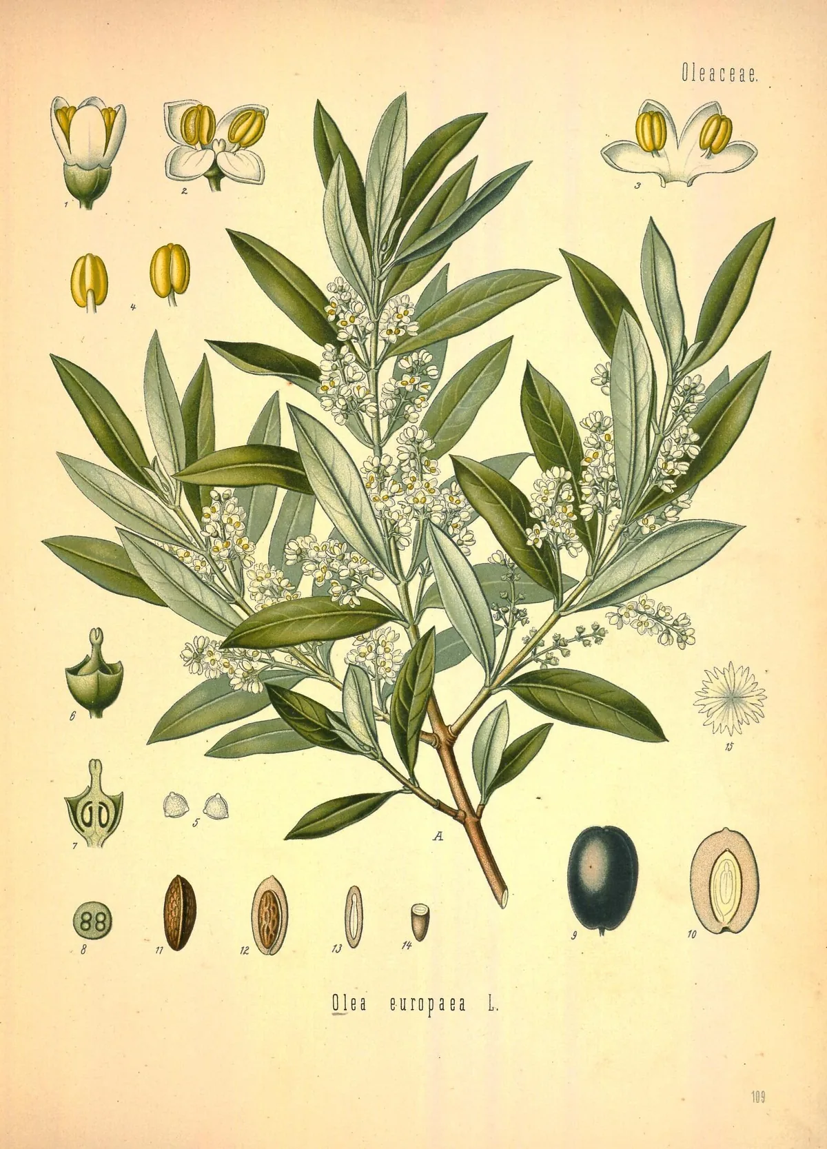 olive (Olea europaea), botanical illustration