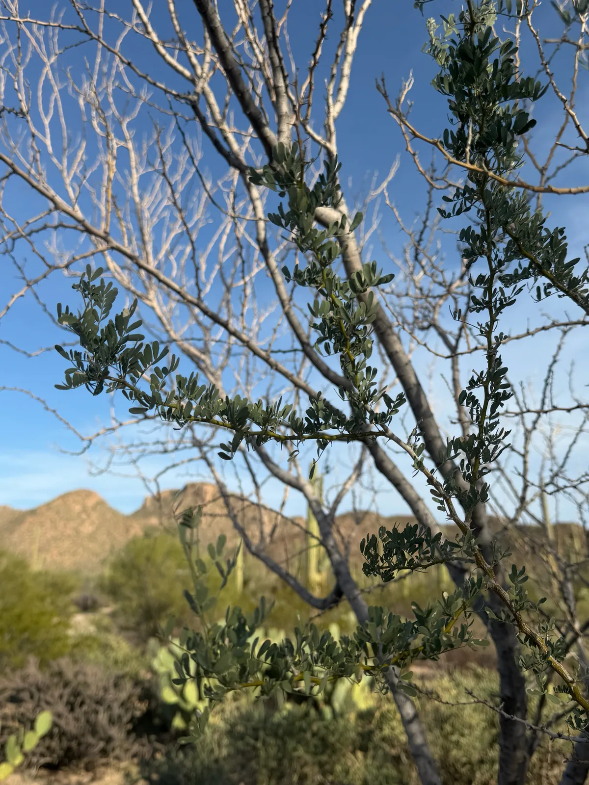 ironwood (Olneya tesota), photograph