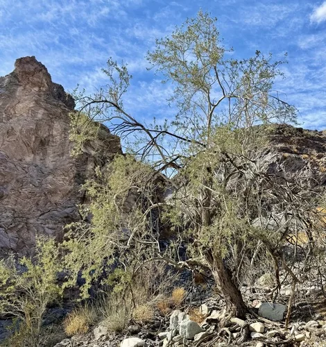 Ironwood (Olneya tesota), photograph