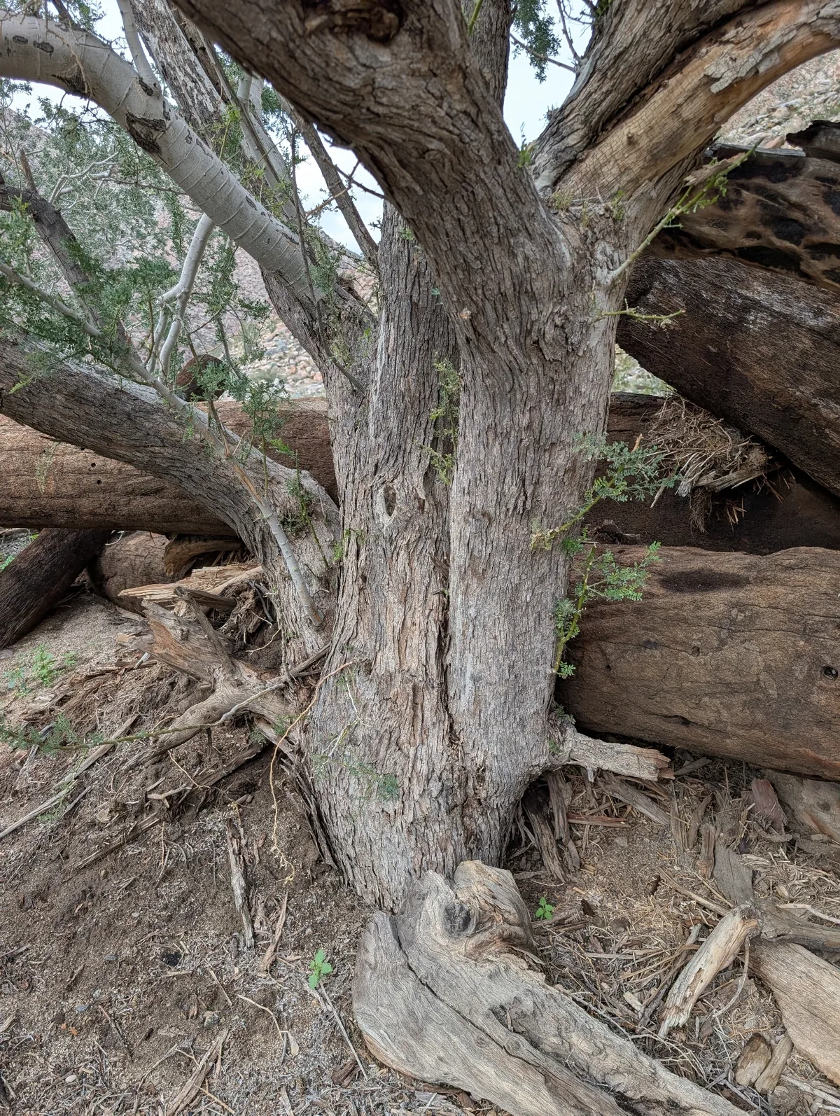 Ironwood (Olneya tesota), photograph