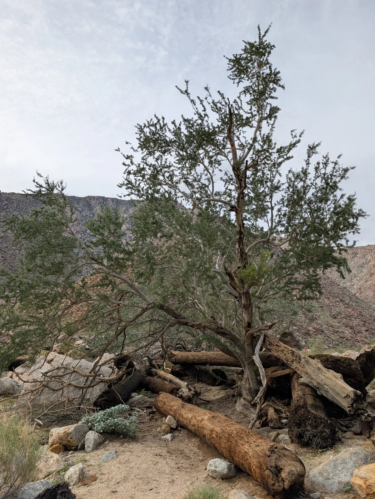 Ironwood (Olneya tesota), photograph