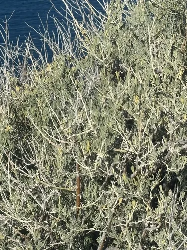 Photo: (c) Sula Vanderplank, some rights reserved (CC BY) · cc-by · via iNaturalist Ironwood (Olneya tesota), photograph