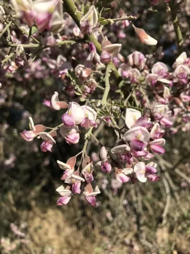 Ironwood (Olneya tesota), photograph