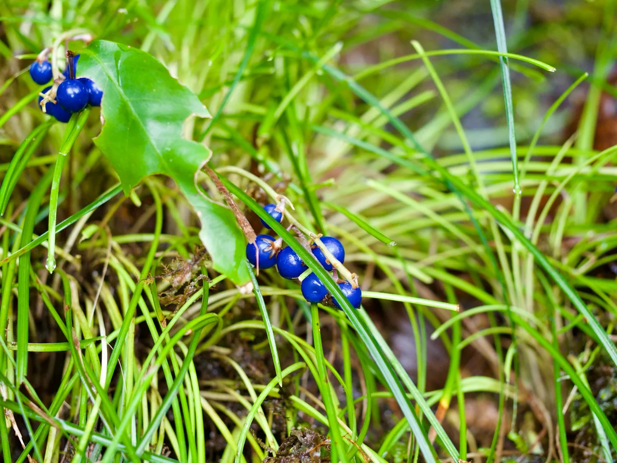 Mondo Grass (Ophiopogon japonicus), photograph