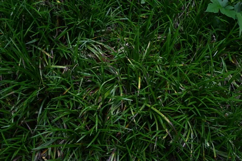 Mondo Grass (Ophiopogon japonicus), photograph