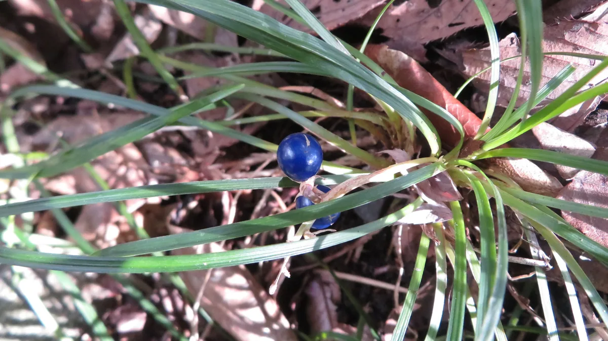 Mondo Grass (Ophiopogon japonicus), photograph