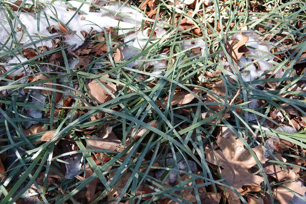 Mondo Grass (Ophiopogon japonicus), photograph