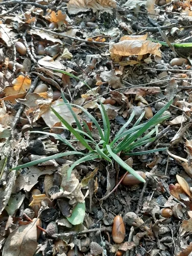 Photo: (c) Colin Meurk, some rights reserved (CC BY-SA) · cc-by-sa · via iNaturalist Mondo Grass (Ophiopogon japonicus), photograph