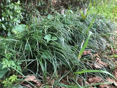 Photo: (c) Yoshimasa Uchiyama, some rights reserved · CC BY · via iNaturalist mondo grass (Ophiopogon japonicus), photograph