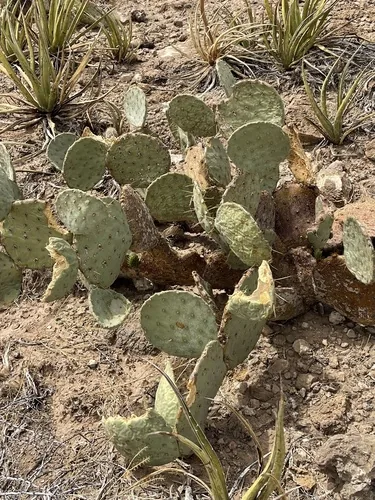 Prickly Pear (Opuntia engelmannii), photograph