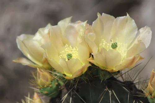 Prickly Pear (Opuntia engelmannii), photograph