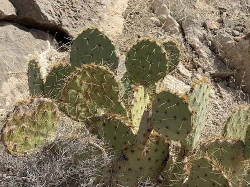 Prickly Pear (Opuntia engelmannii), photograph