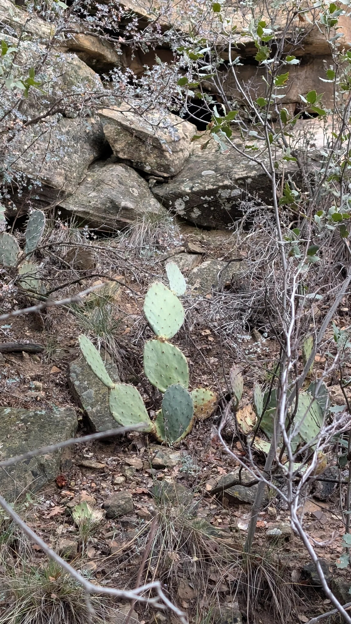 Prickly Pear (Opuntia engelmannii), photograph