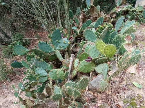 Photo: (c) Josep Gesti, some rights reserved (CC BY-SA) · cc-by-sa · via iNaturalist Prickly Pear (Opuntia engelmannii), photograph