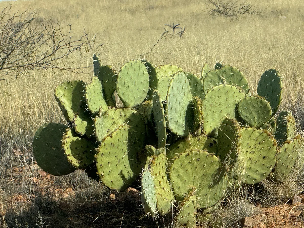 Prickly Pear, photograph