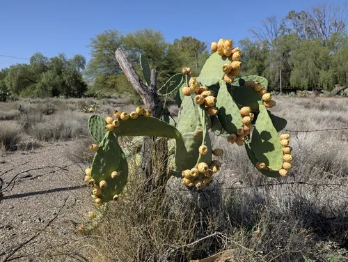Photo: no rights reserved · CC0 · via iNaturalist nopal (Opuntia ficus-indica), photograph