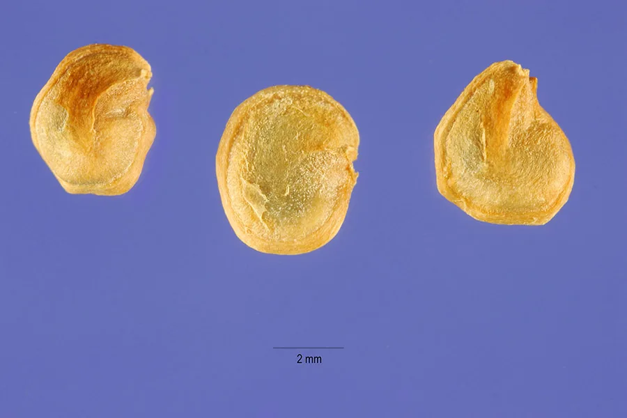 Nopal (Opuntia ficus-indica), photograph