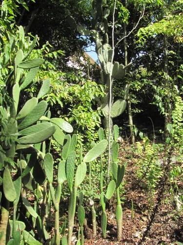 Nopal (Opuntia ficus-indica), photograph