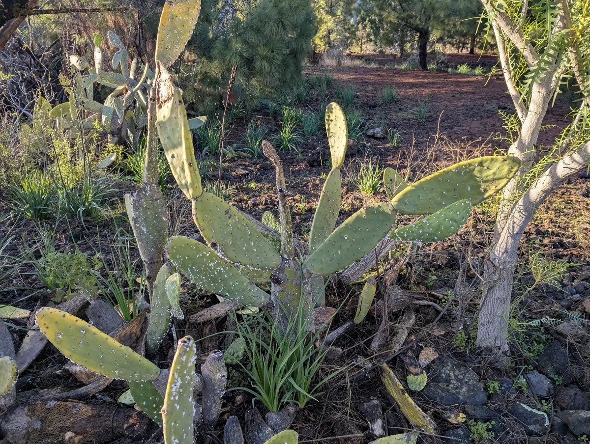 Nopal (Opuntia ficus-indica), photograph