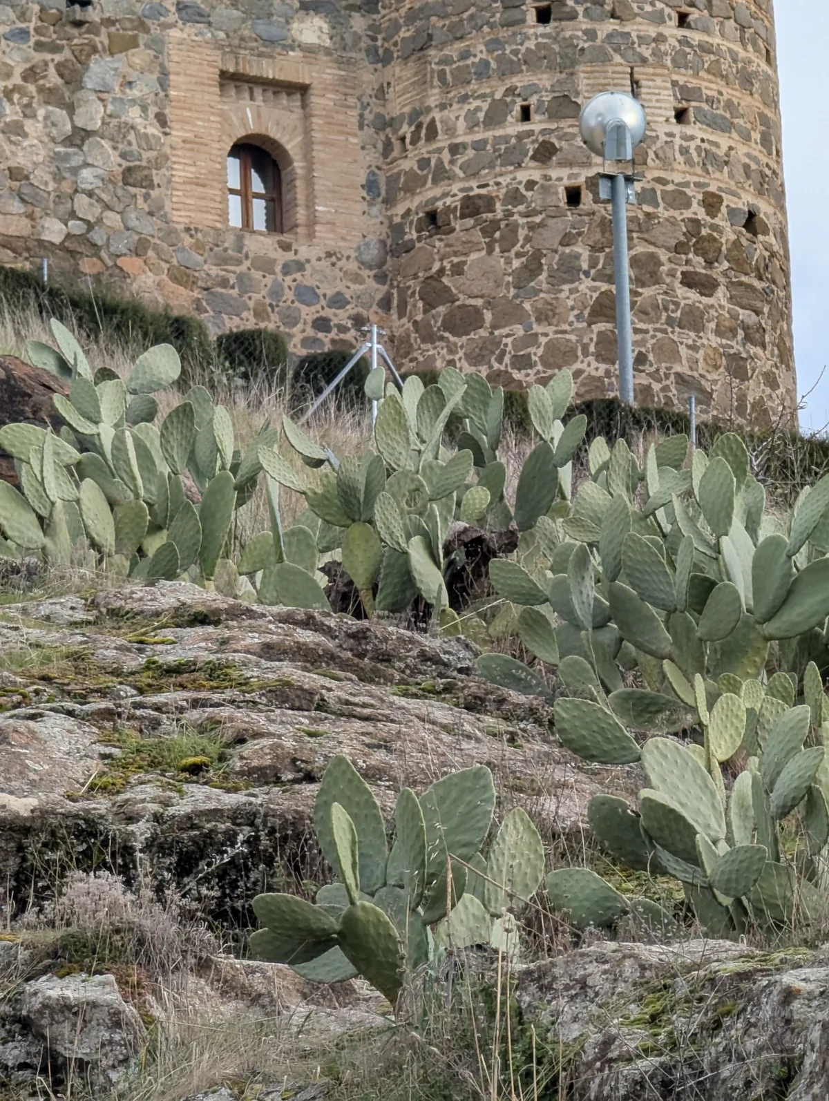 Nopal (Opuntia ficus-indica), photograph