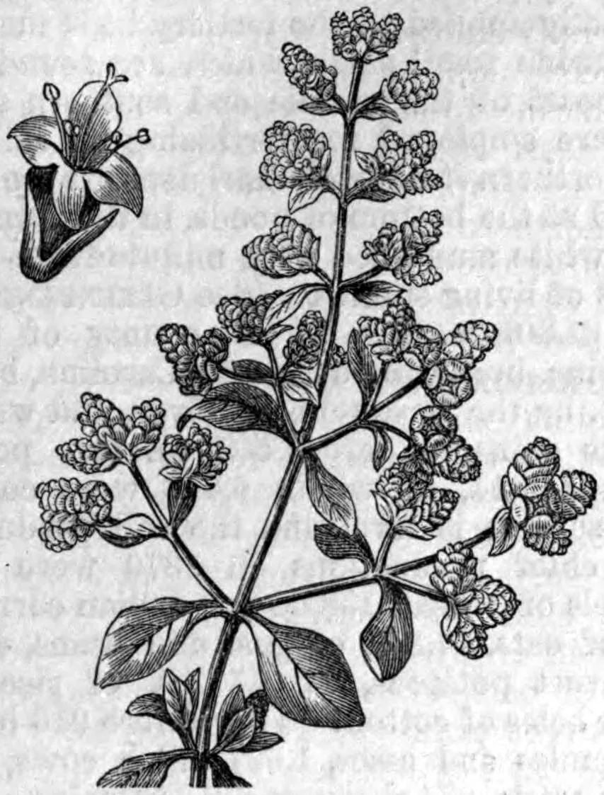 marjoram (Origanum majorana), botanical illustration