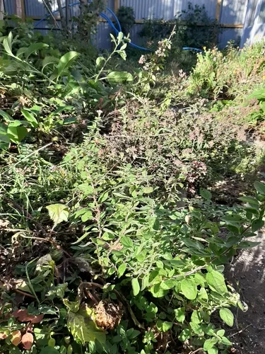 marjoram (Origanum majorana), photograph