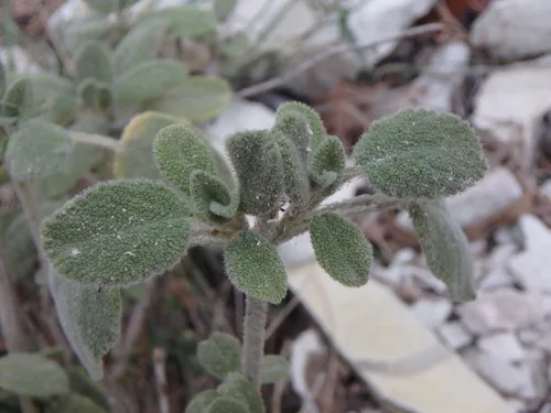 Photo: (c) Daniel Cahen, some rights reserved · CC BY · via iNaturalist marjoram (Origanum majorana), photograph