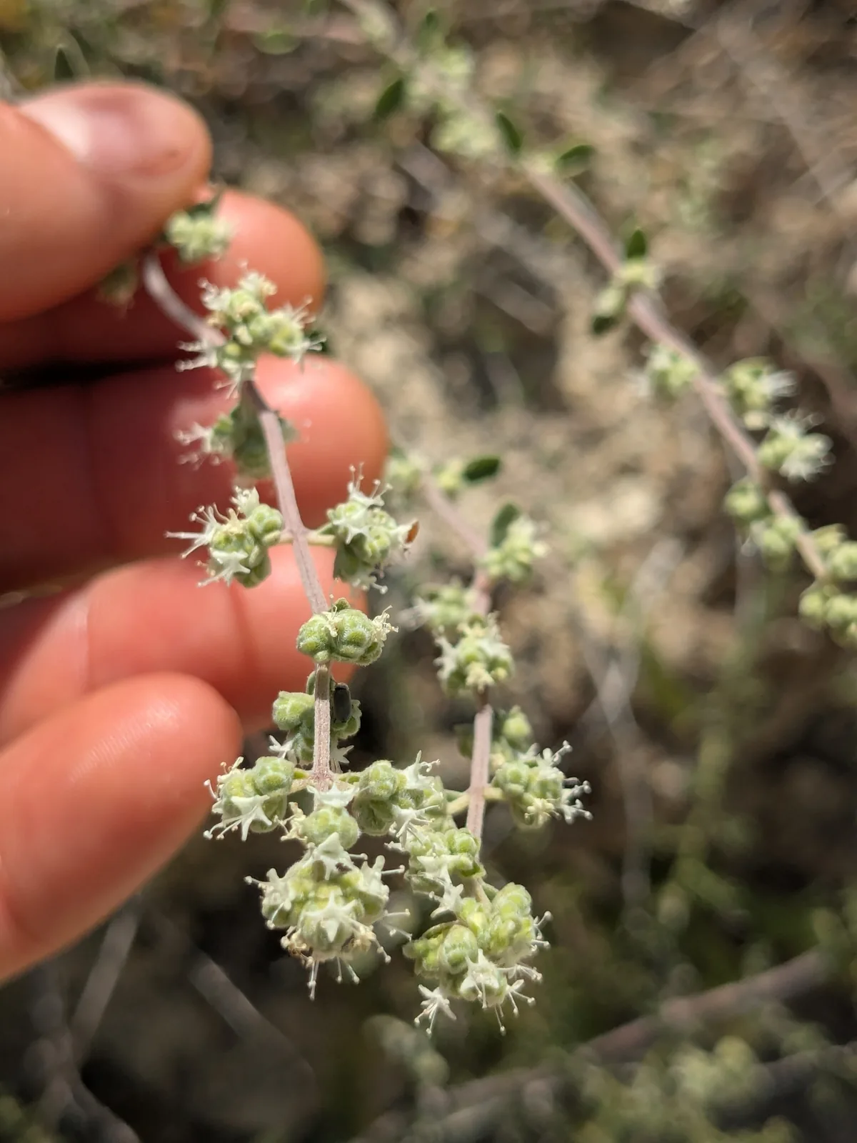 marjoram (Origanum majorana), photograph