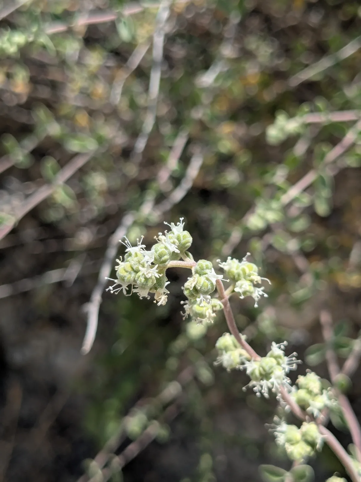 marjoram (Origanum majorana), photograph