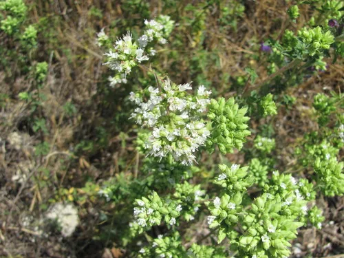 Oregano (Origanum vulgare), photograph