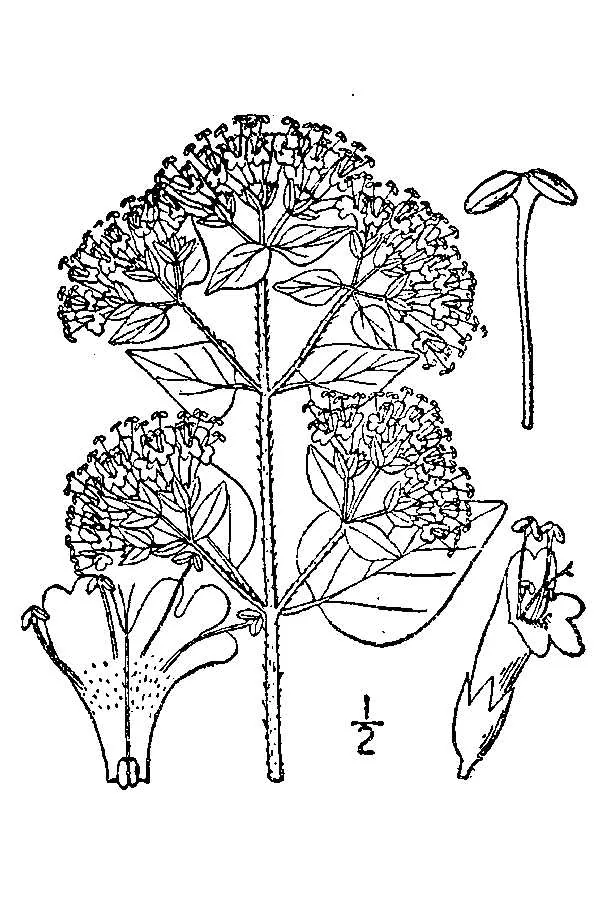 Oregano (Origanum vulgare), botanical illustration