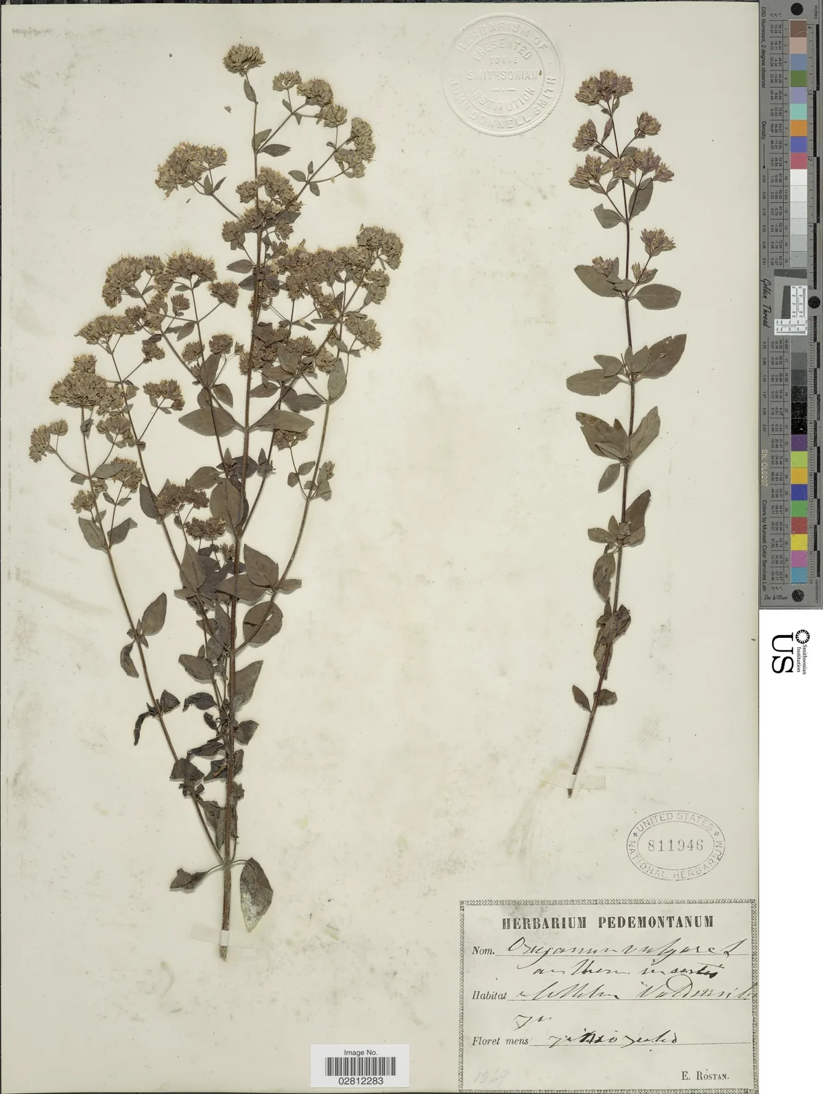 Oregano (Origanum vulgare), photograph