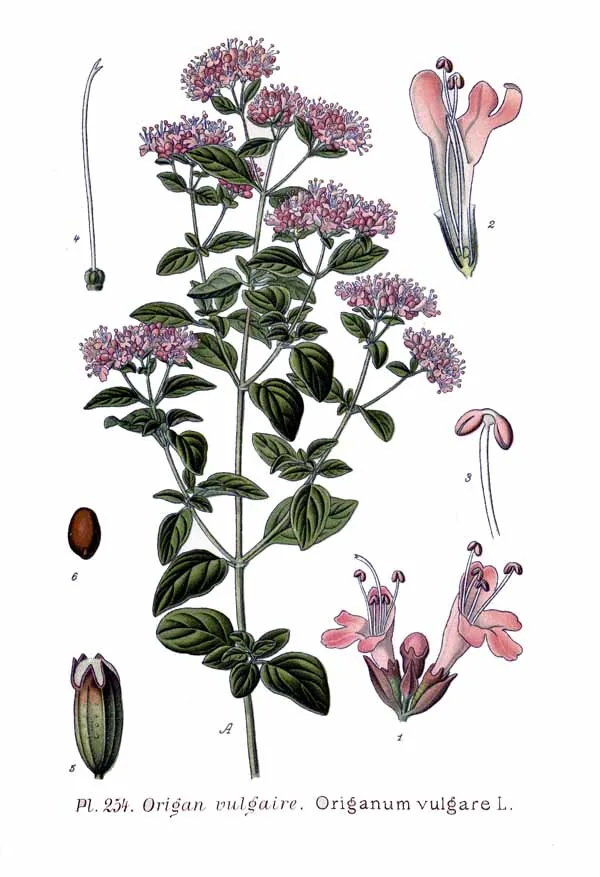 Oregano (Origanum vulgare), botanical illustration