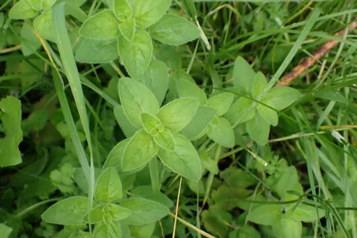 Photo: no rights reserved · CC0 · via iNaturalist oregano (Origanum vulgare), photograph