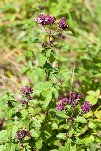 Oregano (Origanum vulgare), photograph