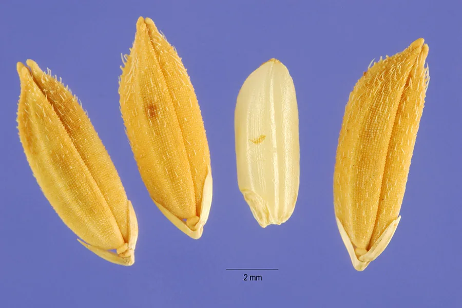 Rice (Oryza sativa), photograph