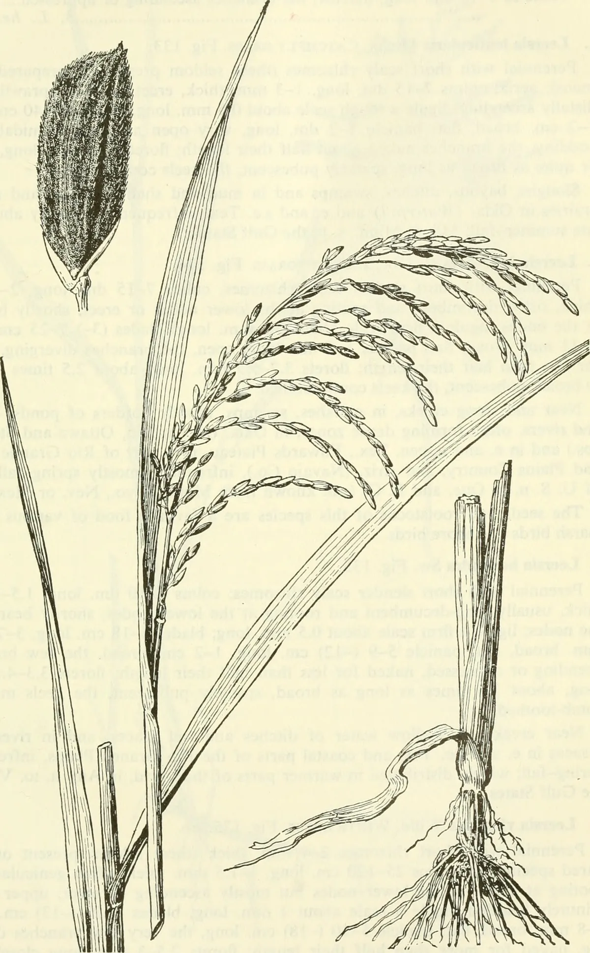 Rice (Oryza sativa), botanical illustration